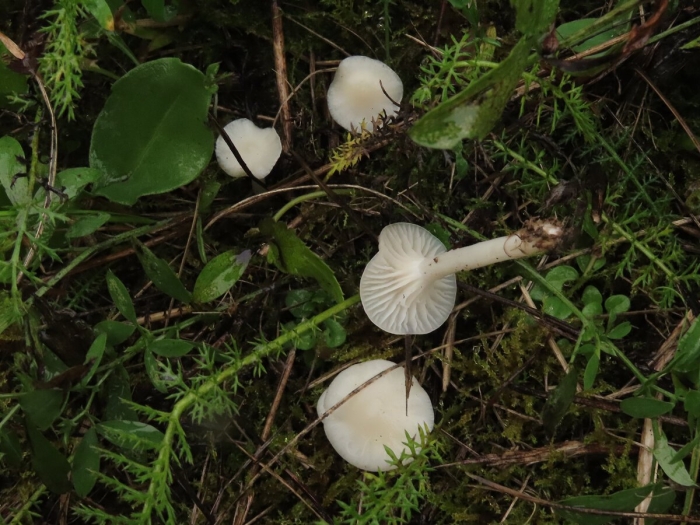 Гриб гигрофор белый