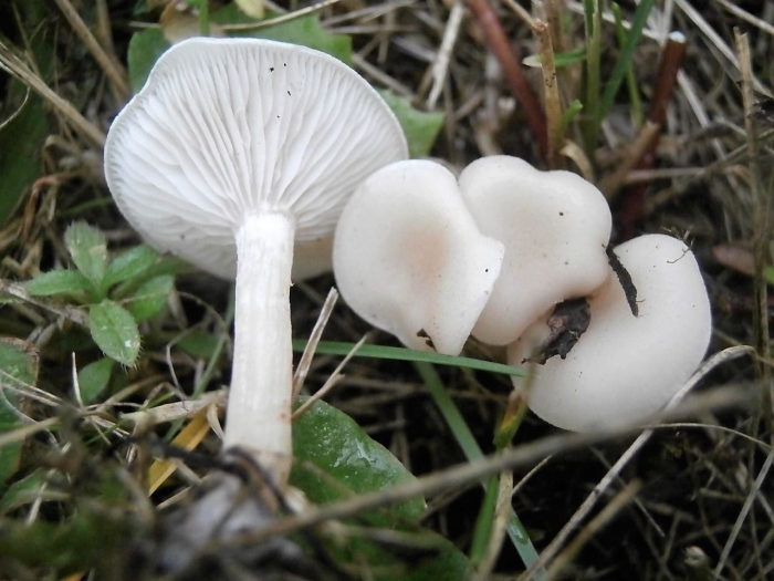 Гигрофор снежно-белый