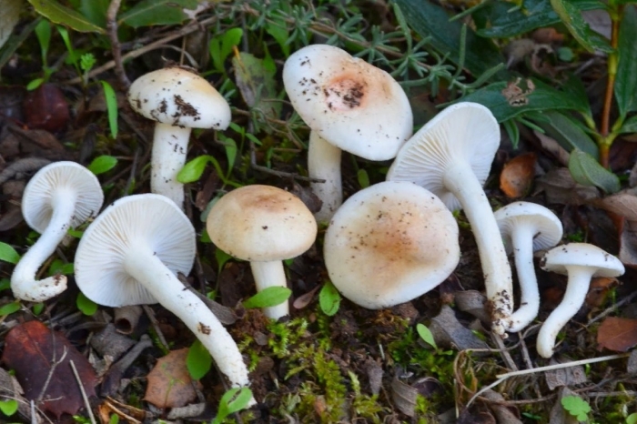 Гриб гигрофор белый