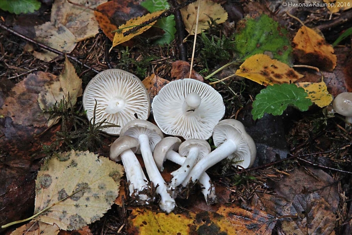 Гигрофор благоуханный