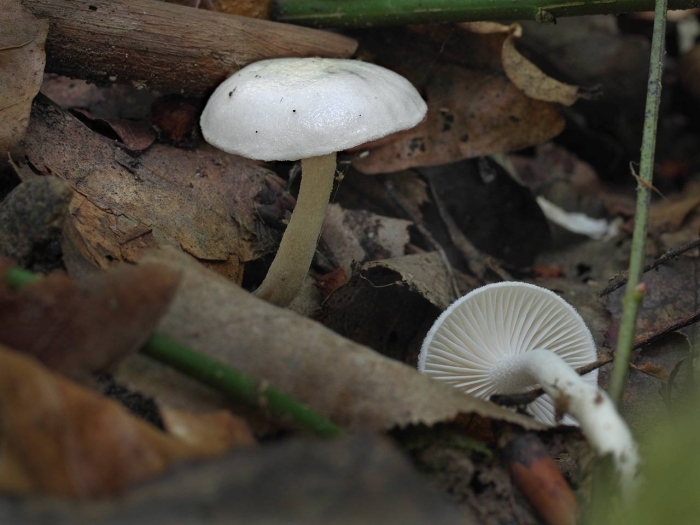 Гигрофор желтовато-белый (hygrophorus eburneus)