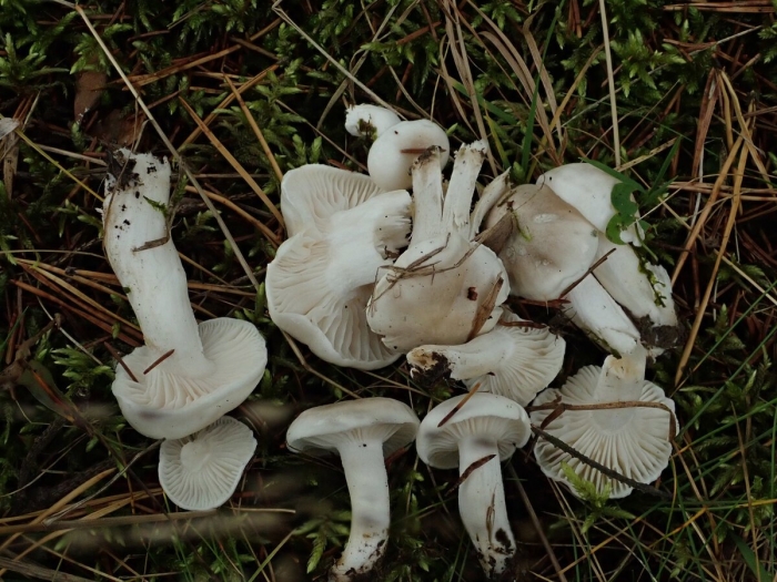 Гигрофор благоуханный hygrophorus agathosmus