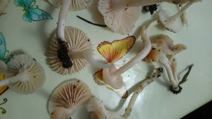 Mycena rosea грибы