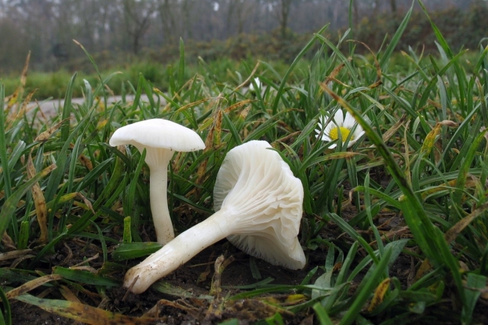 Говорушка беловатая ядовитая