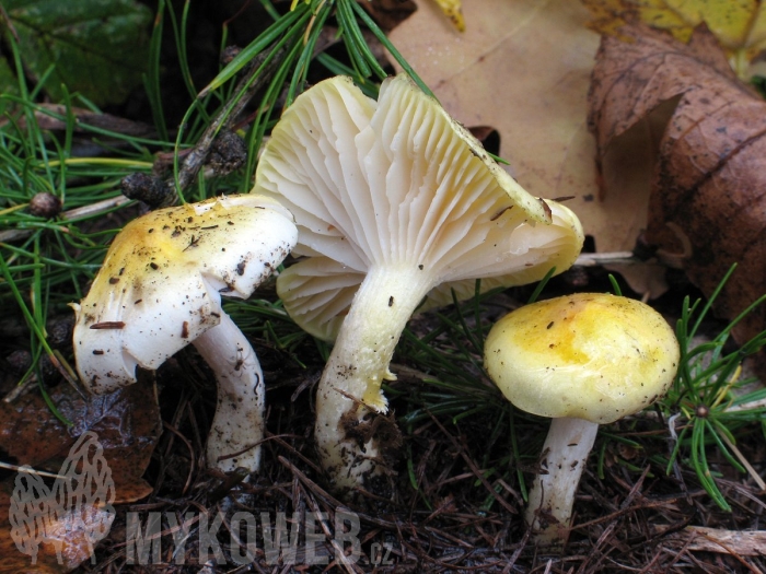 Сыроежка желтая