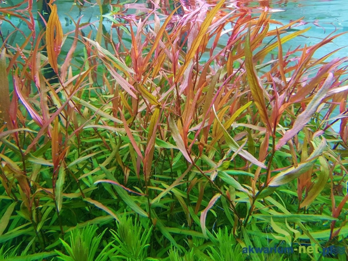 Аммания грацилис (ammannia gracilis)