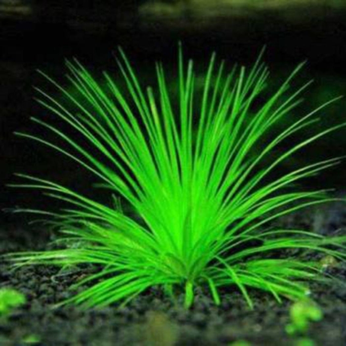 Аквариумное растение