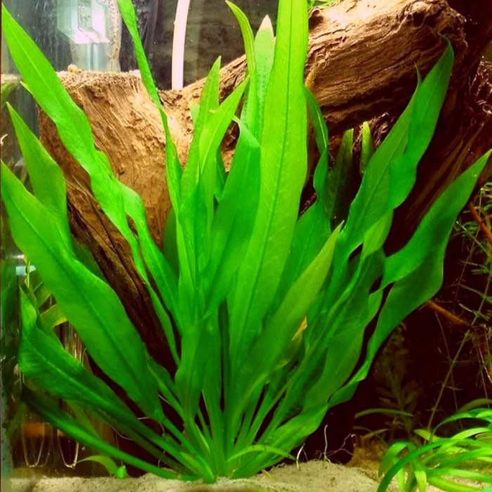Эхинодорус амазонский (echinodorus amazonicus)