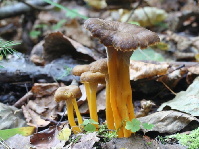Craterellus tubaeformis