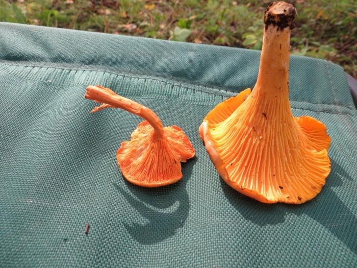 Ложная лисичка гриб