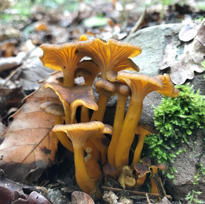 Ложная лисичка