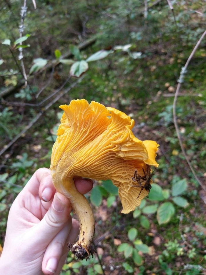 Лисичка гриб