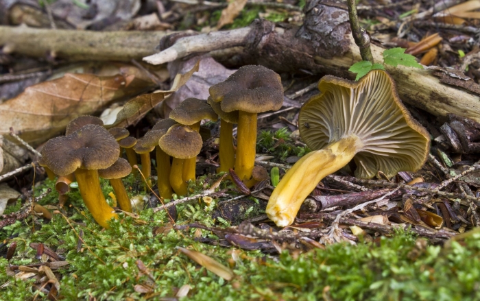 Cantharellus tubaeformis