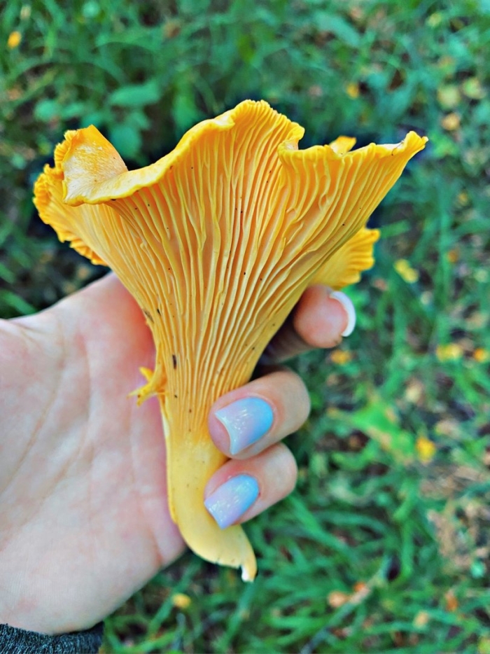 Гриб лисичка