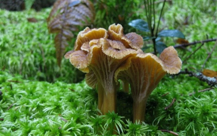 Лисичка обыкновенная гриб