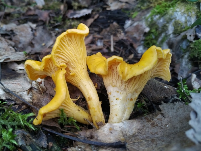 Гриб ложная лисичка