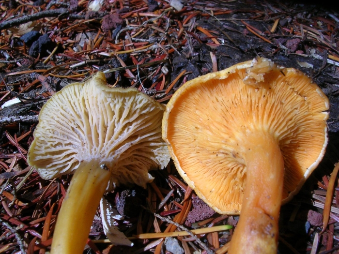 Hygrophoropsis aurantiaca