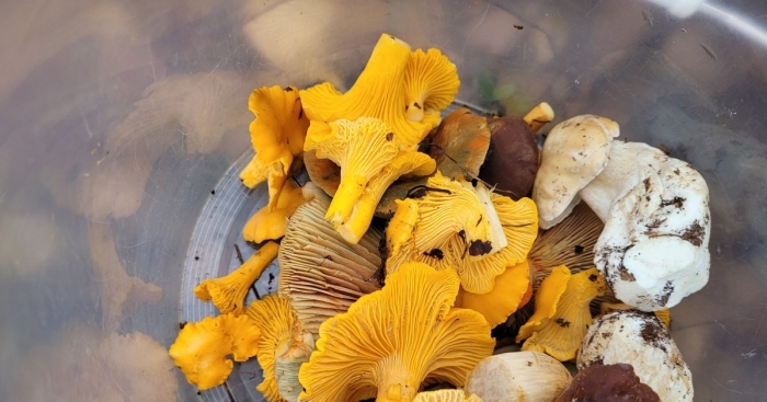 Трубчатая лисичка