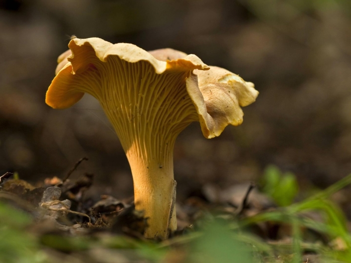 Лисичка желтеющая гриб