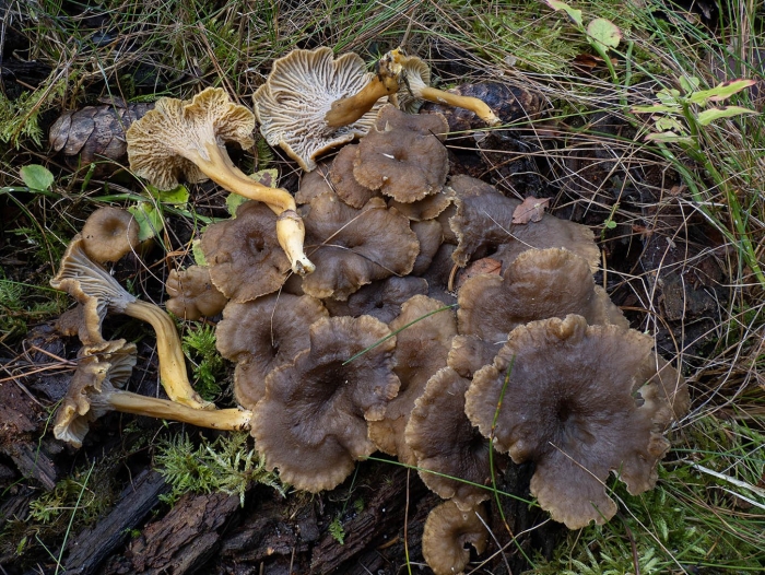 Craterellus tubaeformis