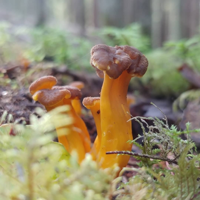 Cantharellus lutescens