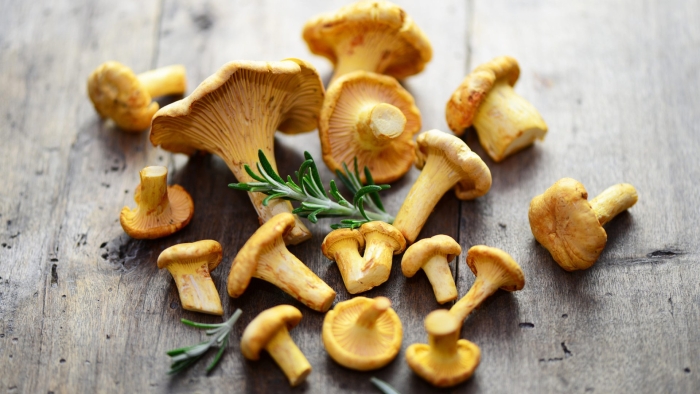 Лисичка гриб