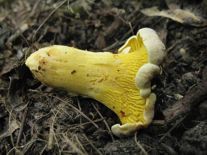 Гименофор лисички