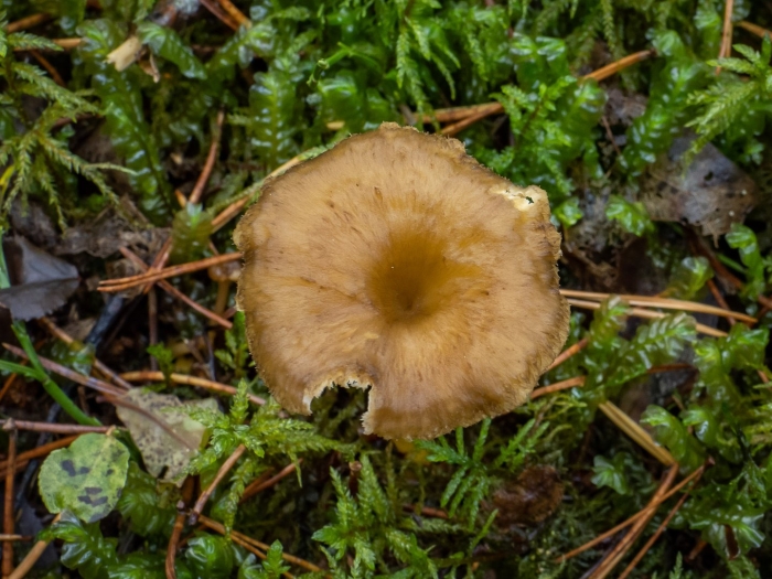 Гигрофор буковый гриб