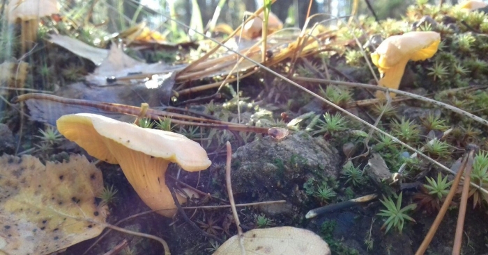 Бледная лисичка гриб