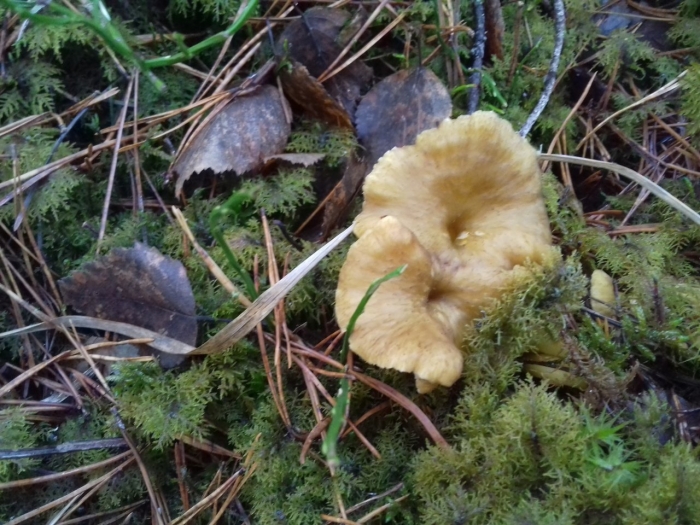 Cantharellus cibarius – лисичка настоящая