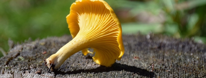 Гриб лисичка