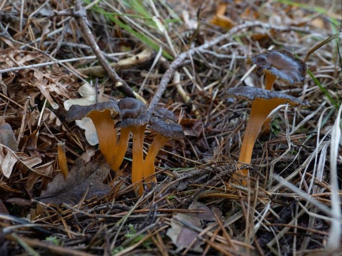 Лисичка гриб ложная