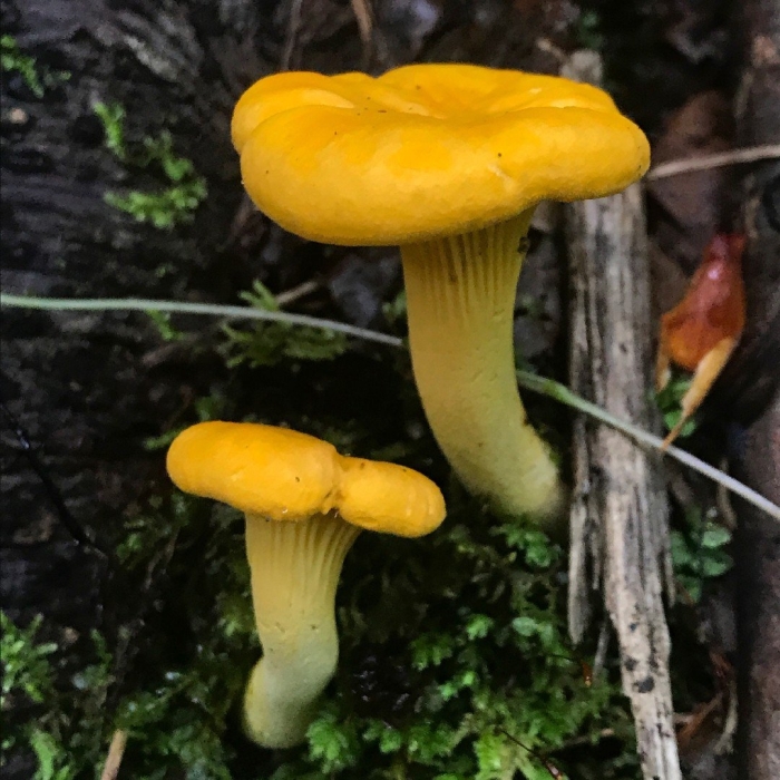 Cantharellus cibarius