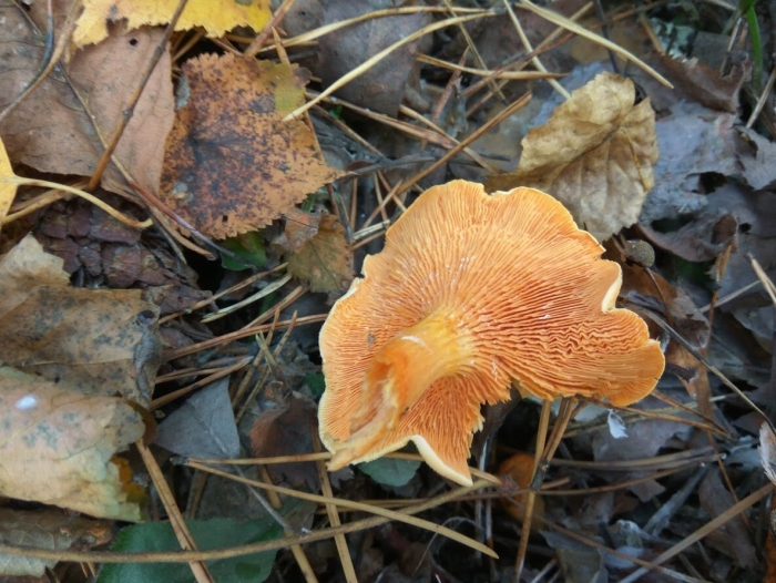 Говорушка оранжевая ложная лисичка