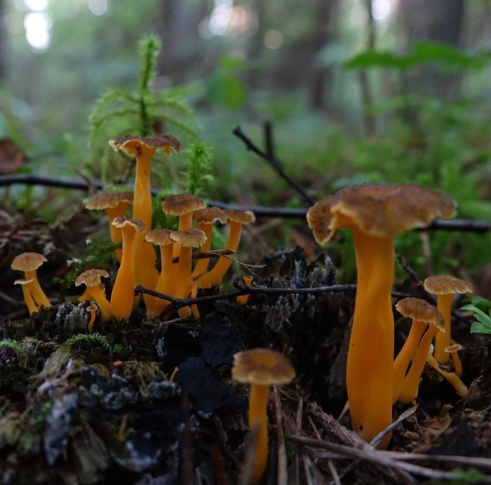 Ворончатая лисичка гриб