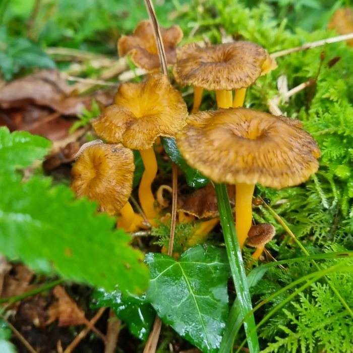 Craterellus lutescens
