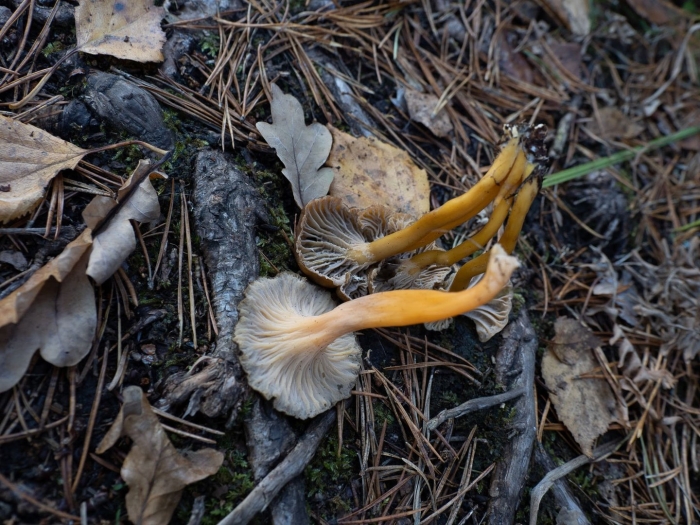 Лисичка трубковидная