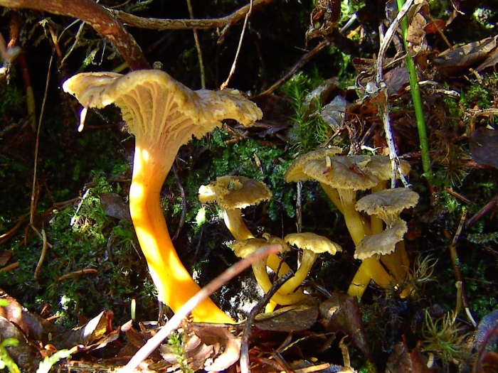 Лисичка трубковидная (craterellus tubaeformis)