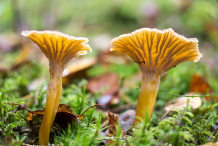 Cantharellus cibarius