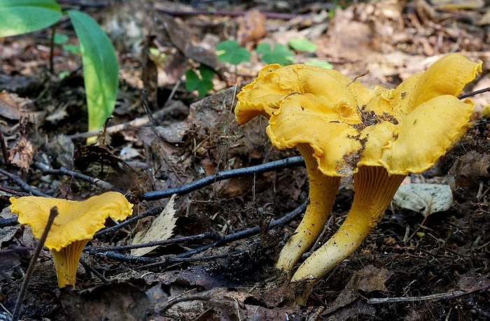 Степная лисичка гриб