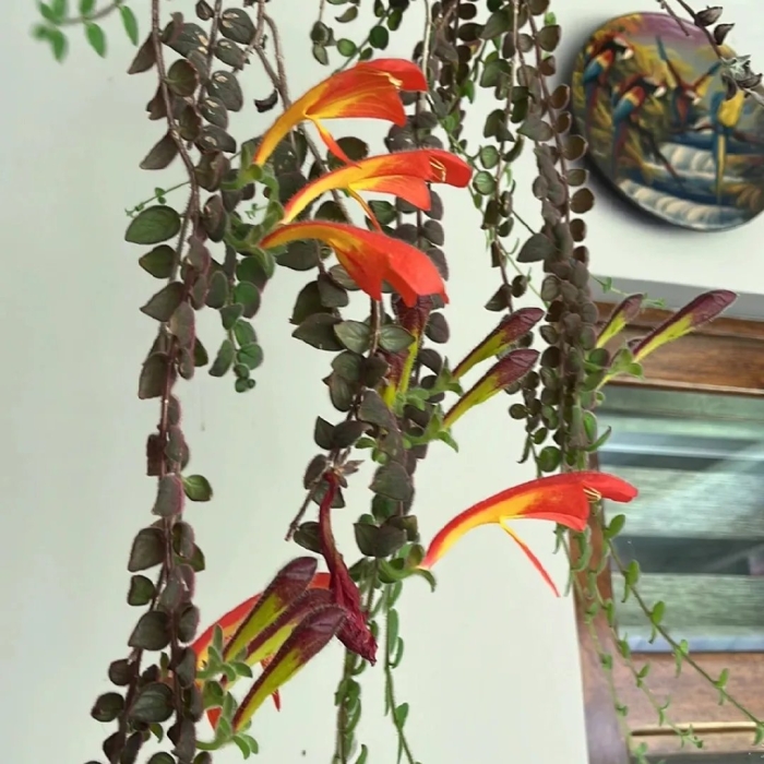 Колумнея microphylla