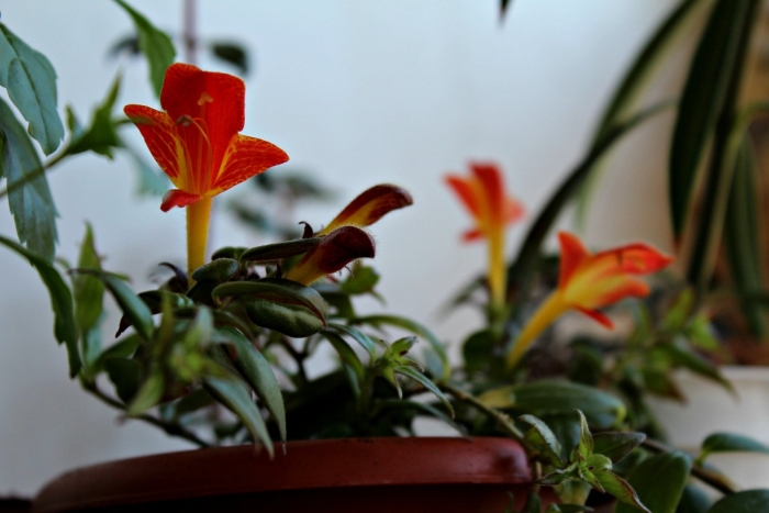 Колумнея глориоза