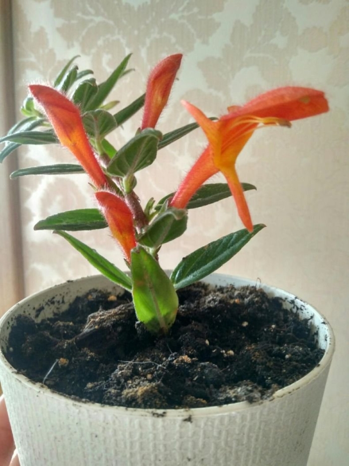 Колумнея раймонди