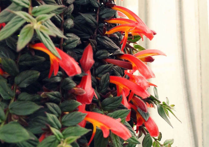 Колумнея цветок как ухаживать в домашних условиях