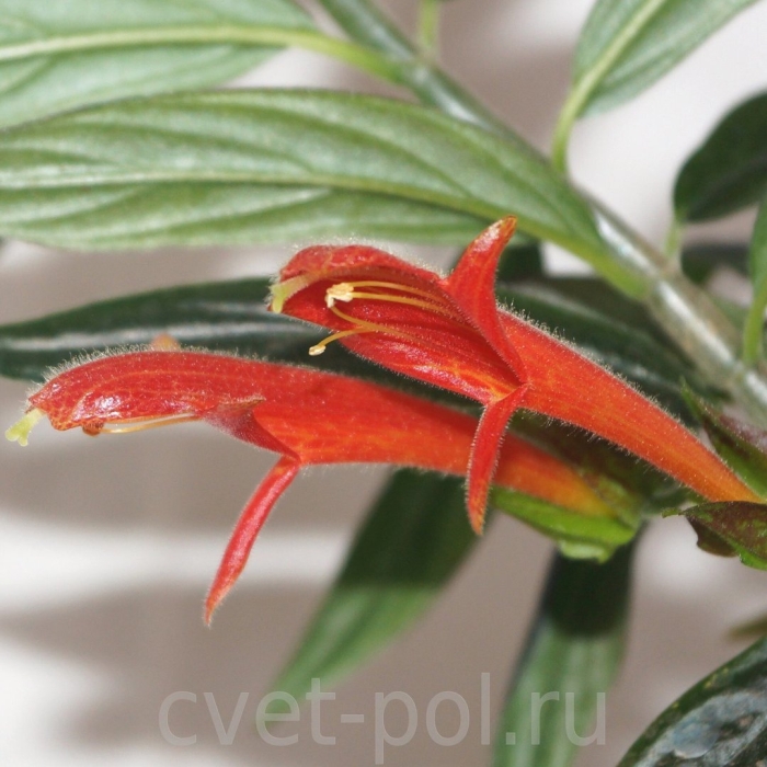 Колумнея krakatau