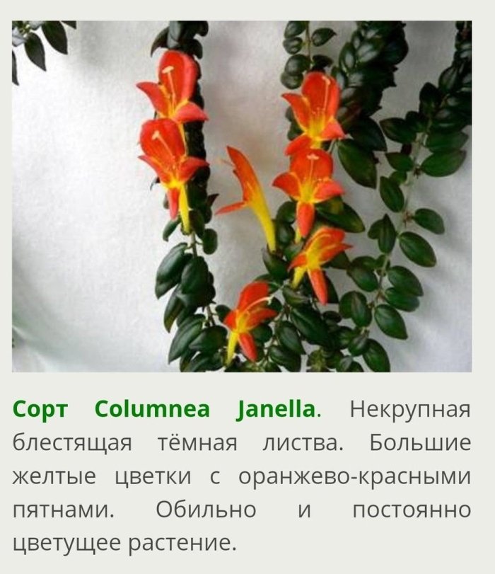 Колумнея джанелла