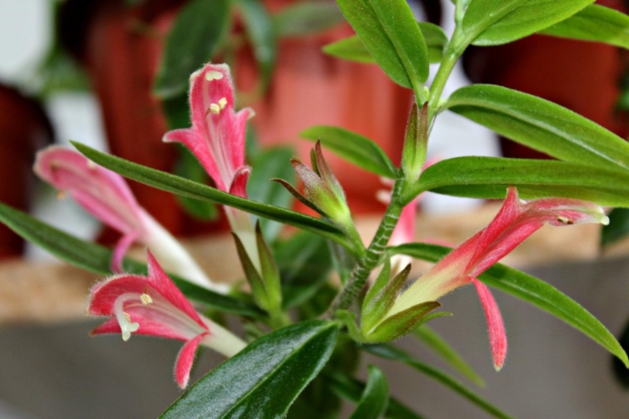 Колумнея sylvia