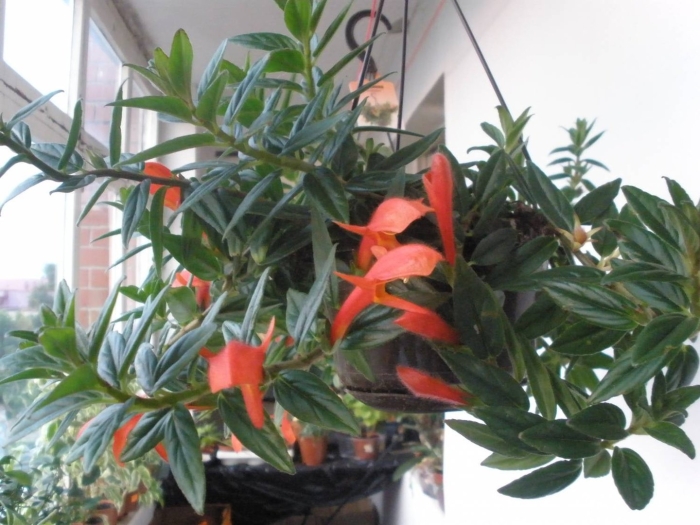 Колумнея tricantha