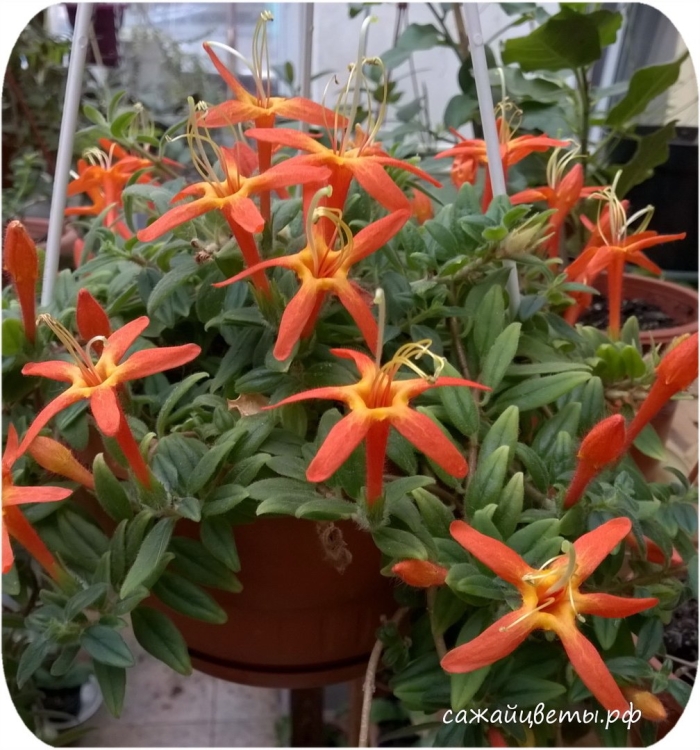 Колумнея hirsuta