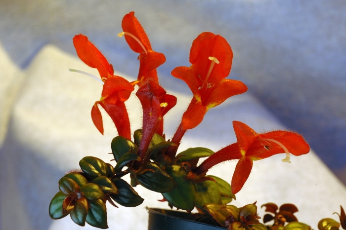 Колумнея microphylla